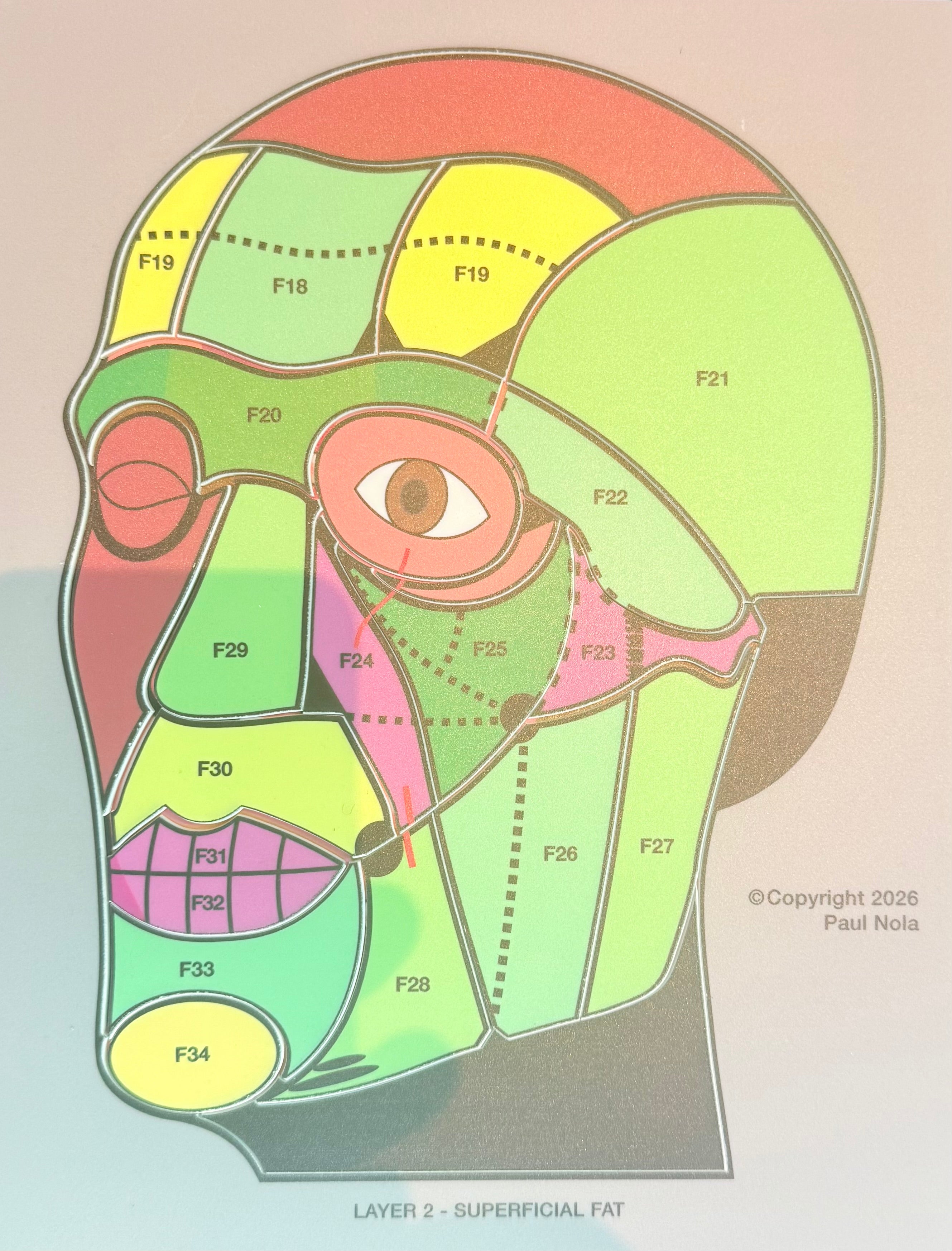 Unlock Aesthetic Anatomy Jigsaw Puzzles and Book