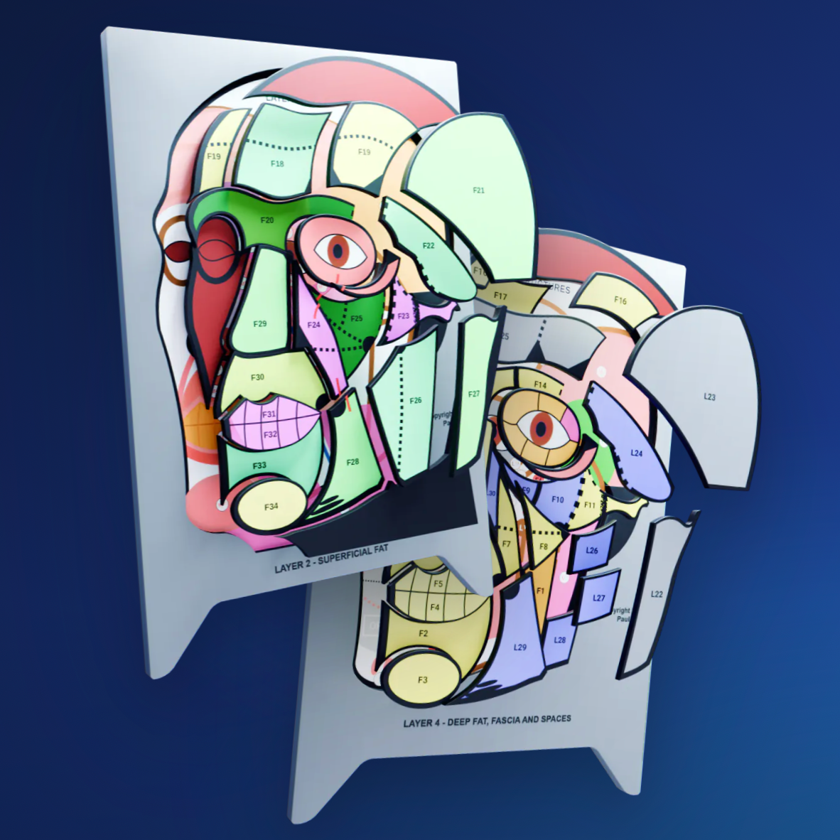 Unlock Aesthetic Anatomy Jigsaw Puzzles and Book